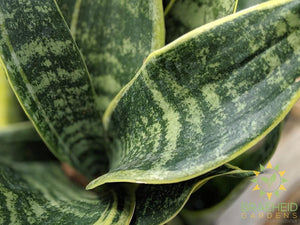 Sansevieria Superba