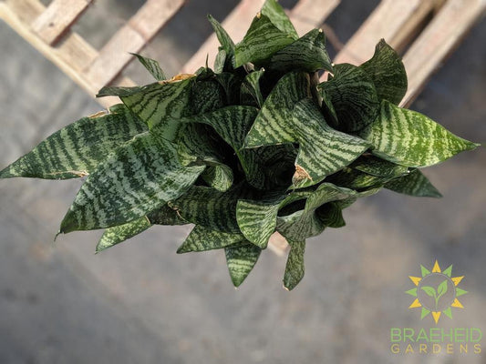 Sansevieria Futura Robusta