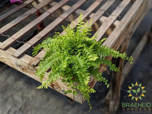 Boston Fern, Ship free in Canada, Browse more houseplants.