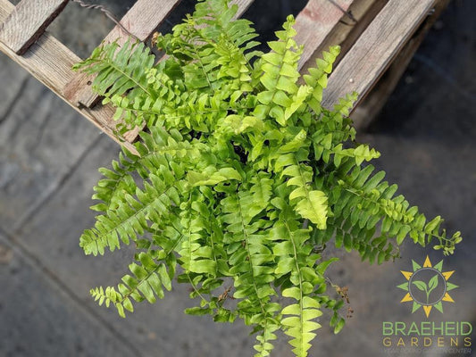 Boston Fern | Buy today qualify for free shipping
