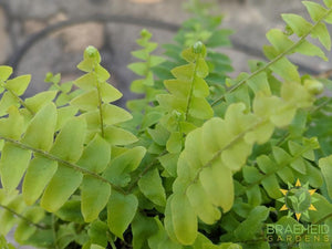 Foliage of Boston Fern, Order online ships in Canada