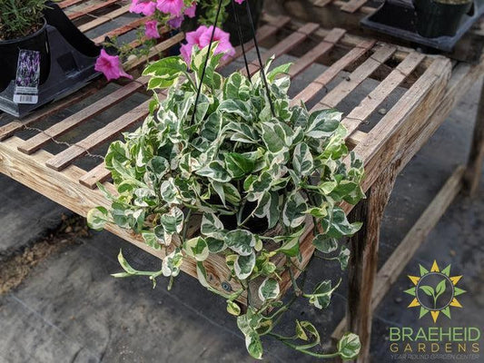 Shop for N' Joy Pothos online in Canda