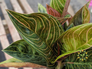Aglaonema Rotundum Chocolate *RARE*