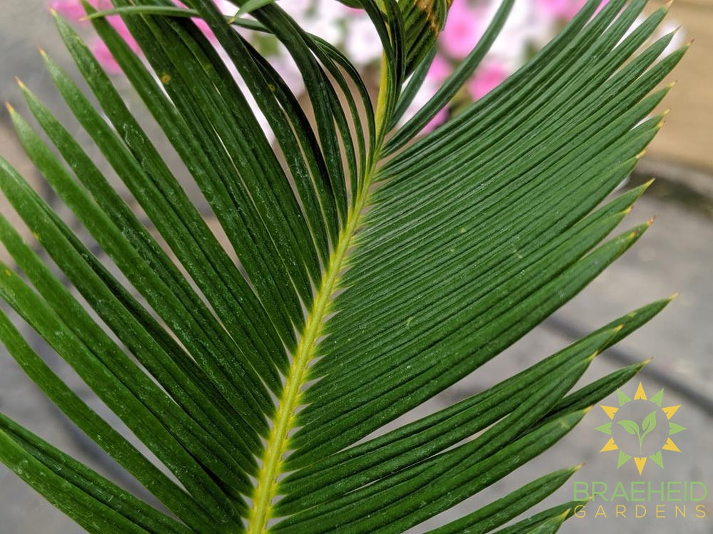 Close up foliage shot Sago Palm | Buy online