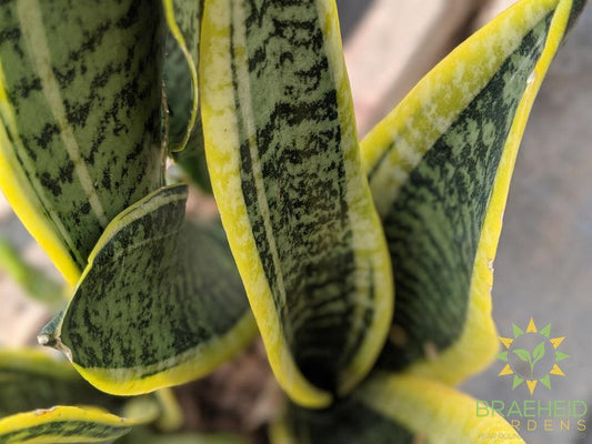 Leaf design on Sansevieria Laurentii, Buy Canada