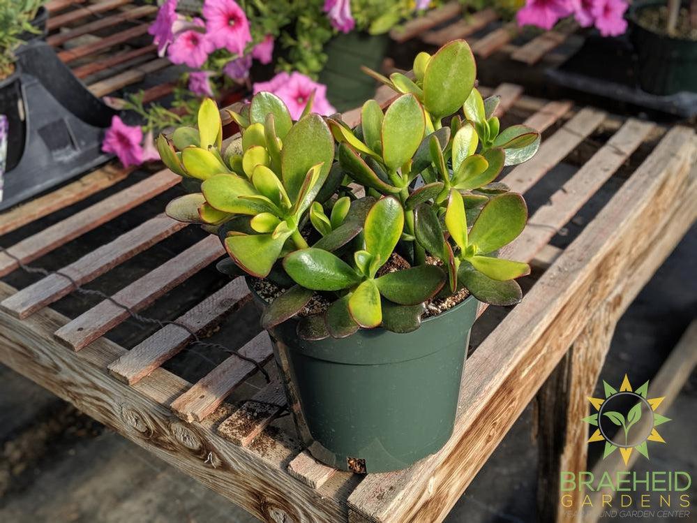 Sunset Jade Succulent