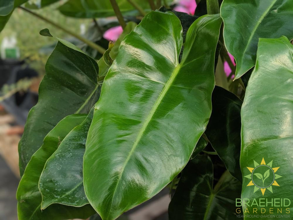 Large Philodendron Burle Marx - NO SHIP