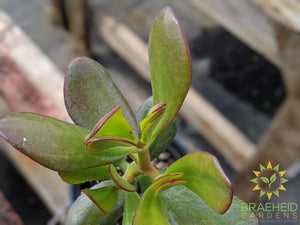 Jade Succulent (Crassula Ovata)