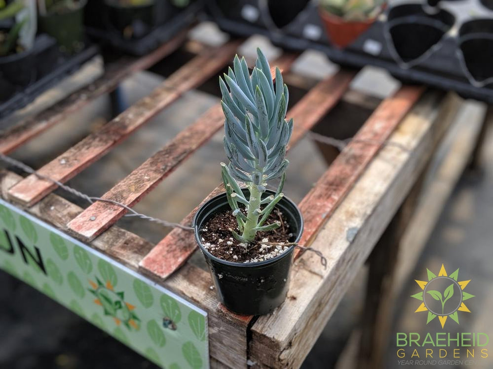 Blue Chalk Sticks Senecio