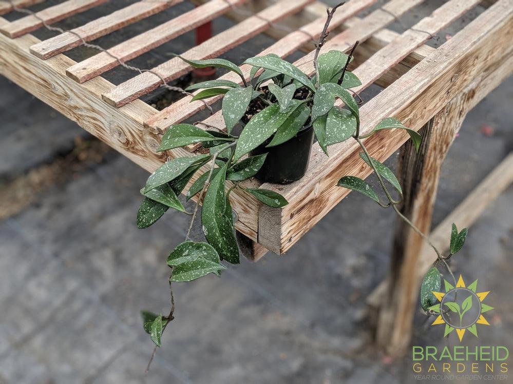 Shop Hoya Pubicalyx Pink Silver plant in Canada
