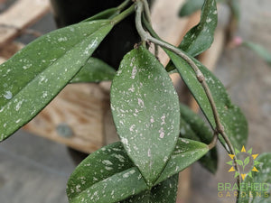 Hoya Pubicalyx Pink silver leaf