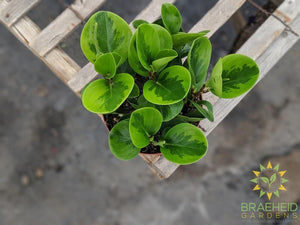 Browse peperomia online, Free shipping