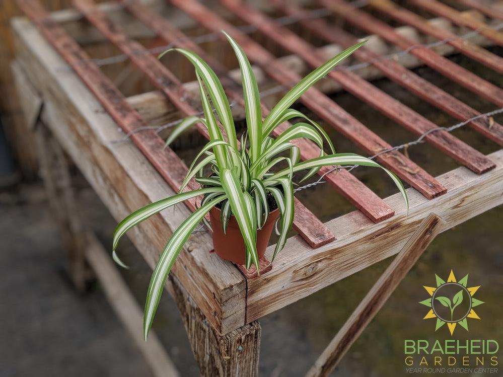 Spider plant, available with free shipping across Canada