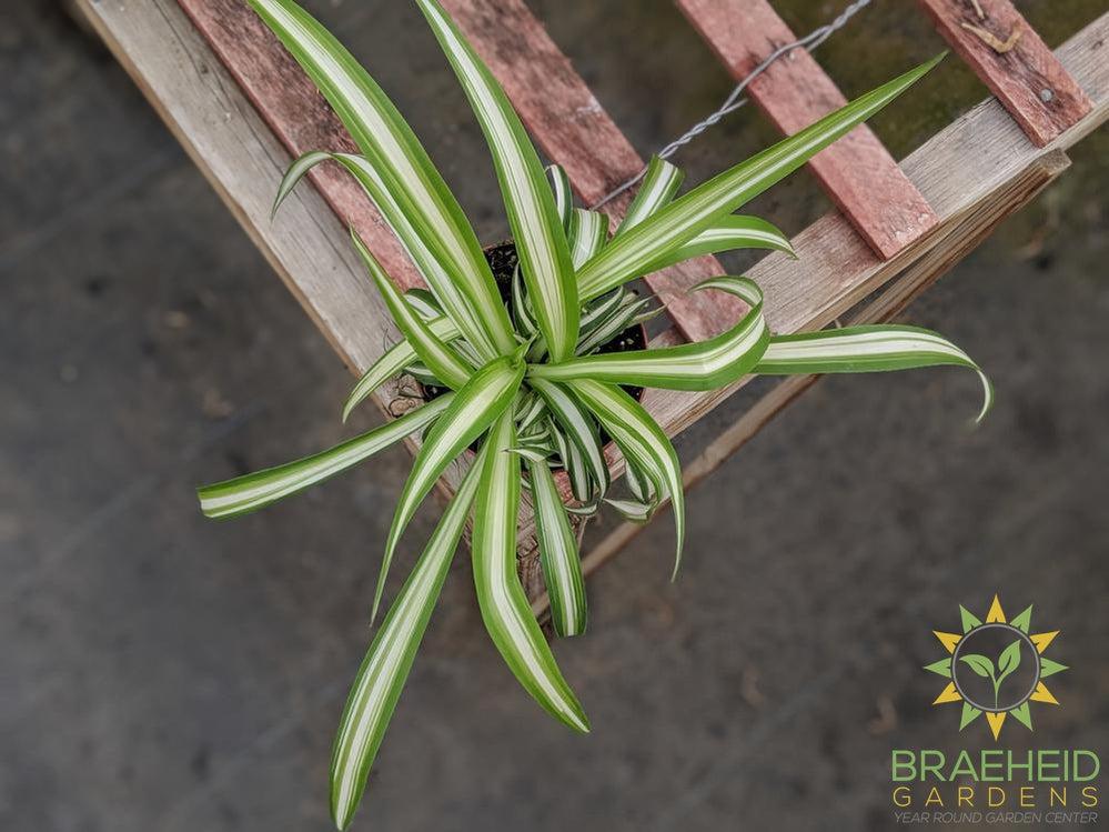 Spiderplant grown in Canada, Browse more online