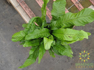 Crocodile Fern | Free shipping in Canada