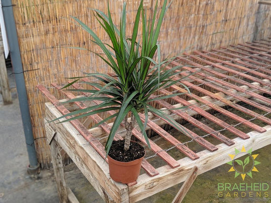 Dragon Tree for shipping in Canada