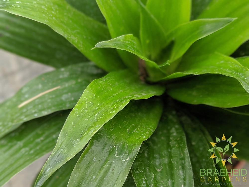 foliage photo janet craig dracaena | Buy online Canada