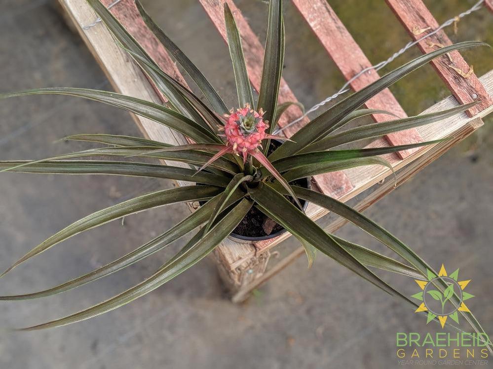 Pineapple plant | Order today online. 