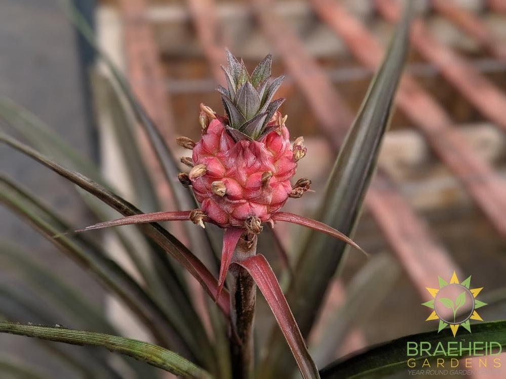 Pineapple on plant for sale in Canada | BUY Online