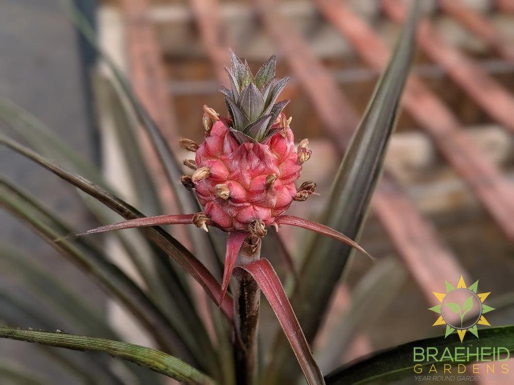 dwarf pineapple plant for sale Dwarf Pineapple plant | Free shipping