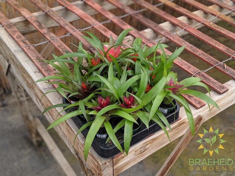 Assorted Bromeliad