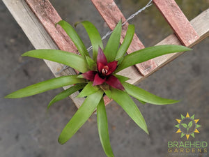 Bromeliad grown in Canada, FREE Shipping