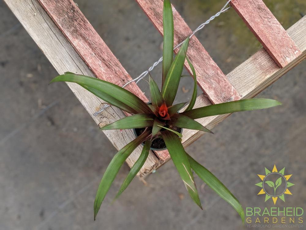 Assorted Bromeliad