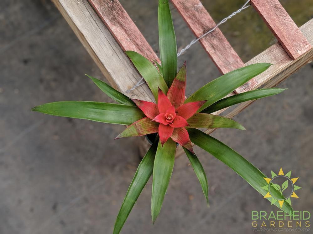 Assorted Bromeliad