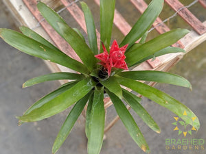 Assorted Bromeliad