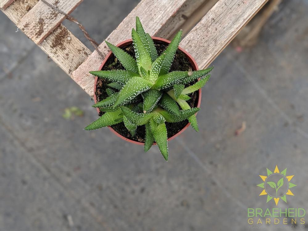 Haworthia radula