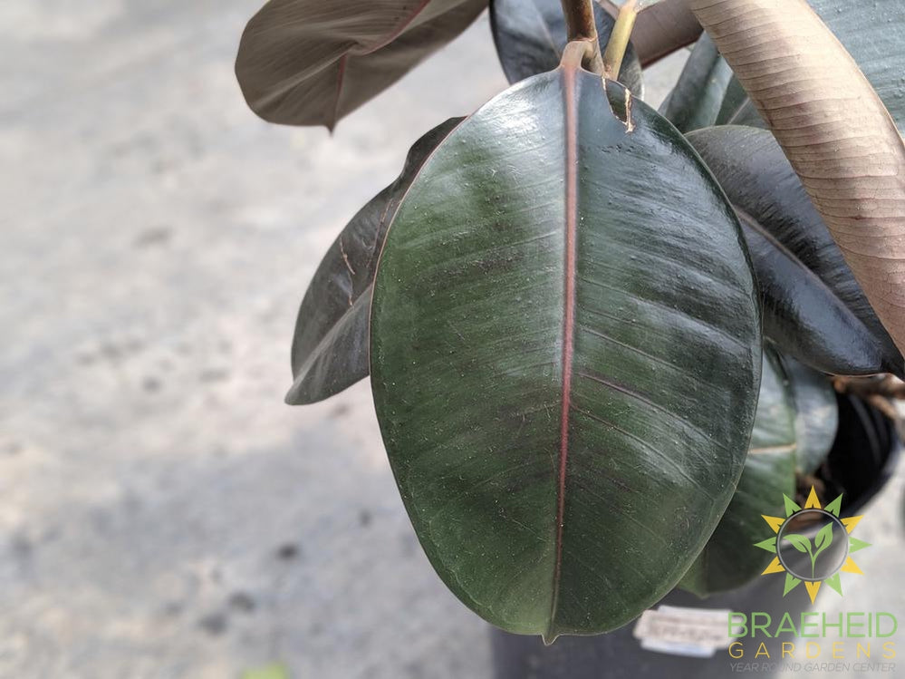 Large Rubber Tree - Ficus Robusta - NO SHIP
