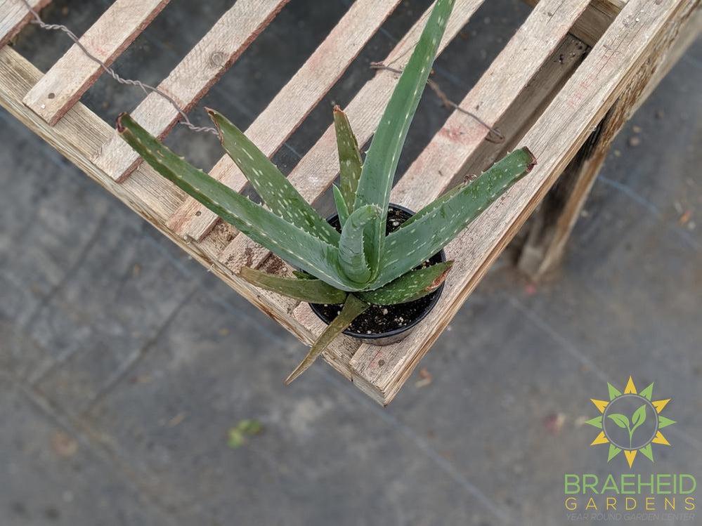 Browse Aloe online. Medicinal & Ornamental