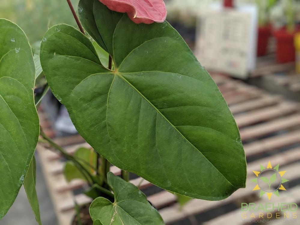 Foliage of Anthurium | Shop online | Free shipping Canada