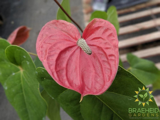 Flower of Anthurium | Shop online