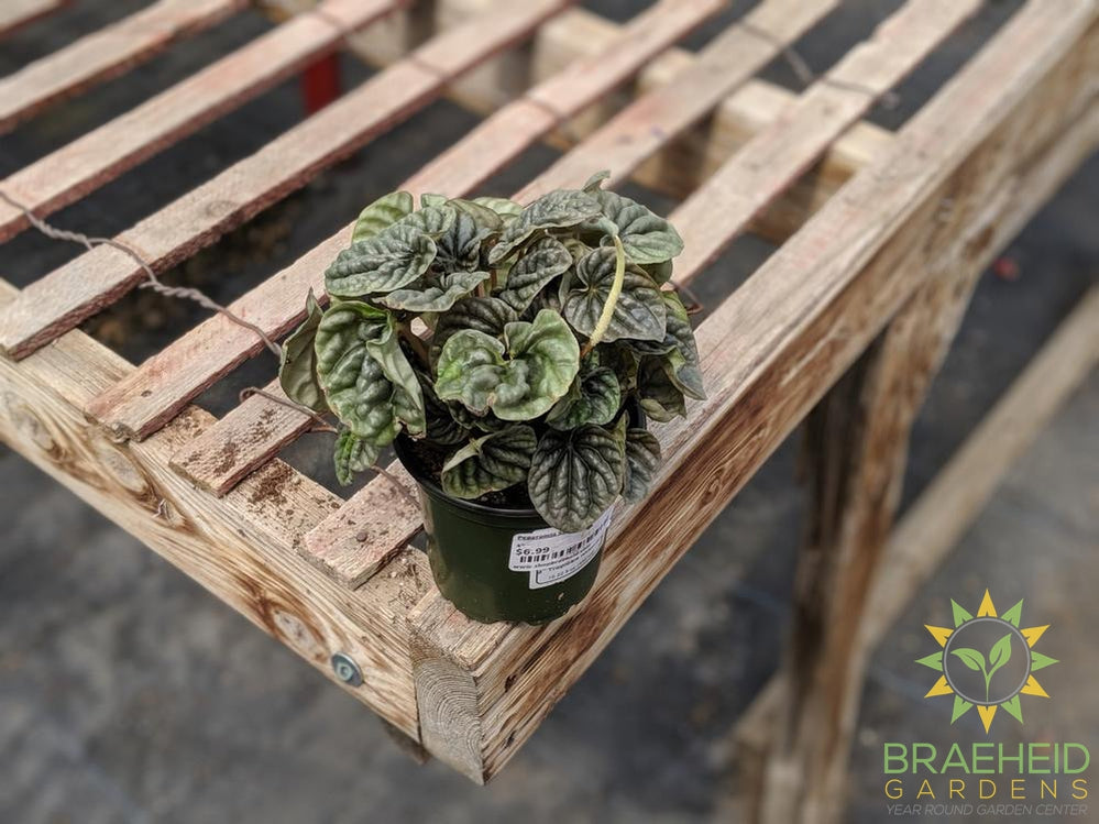 Buy Peperomia Silver Ripple Online | Free shipping Canada