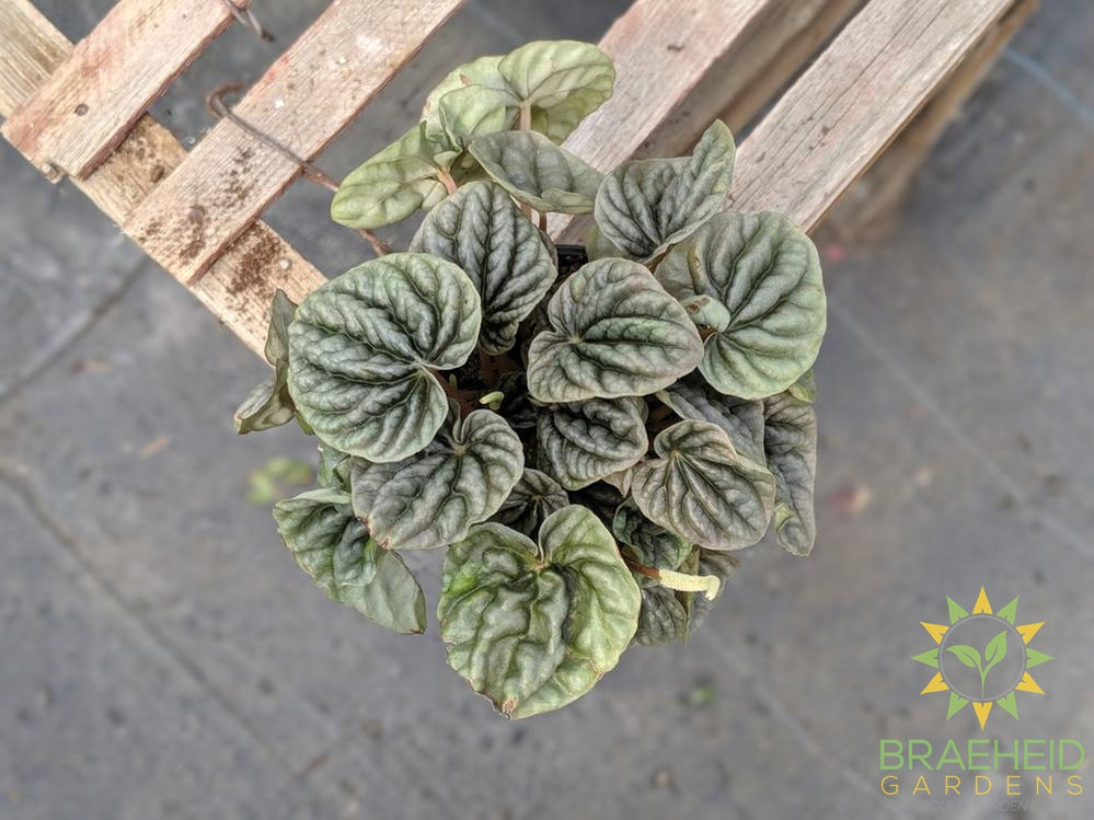 Stunning Peperomia, Click for name | Free shipping