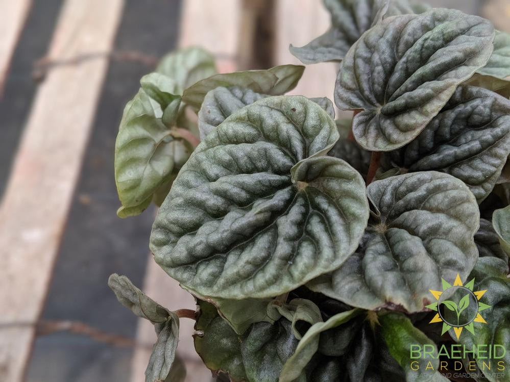 Peperomia Textured leaf, click for Var | Free shipping