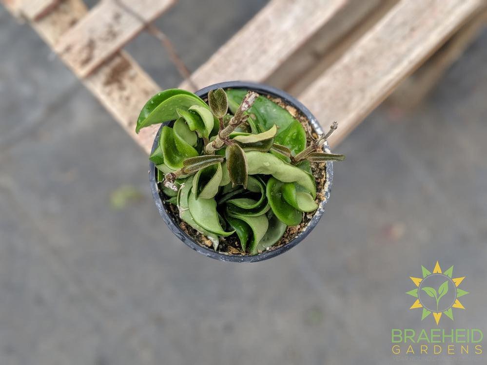 Hoya Carnosa Compacta for shipping in Canada. 