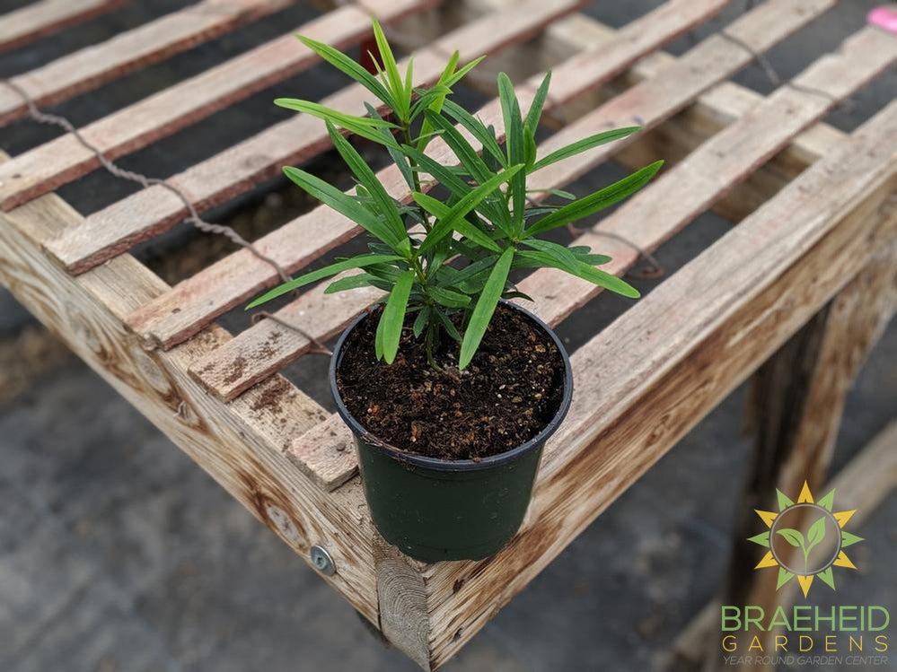 Buddhist Pine Maki