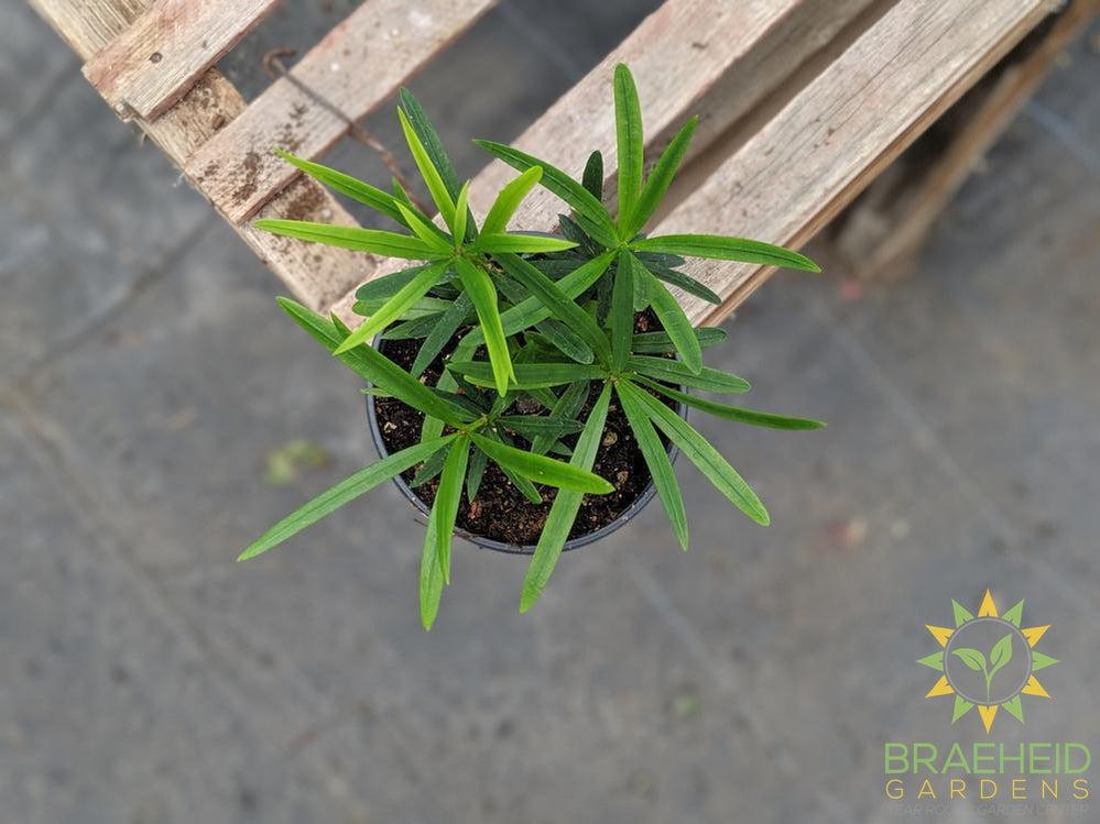 Buddhist Pine Maki