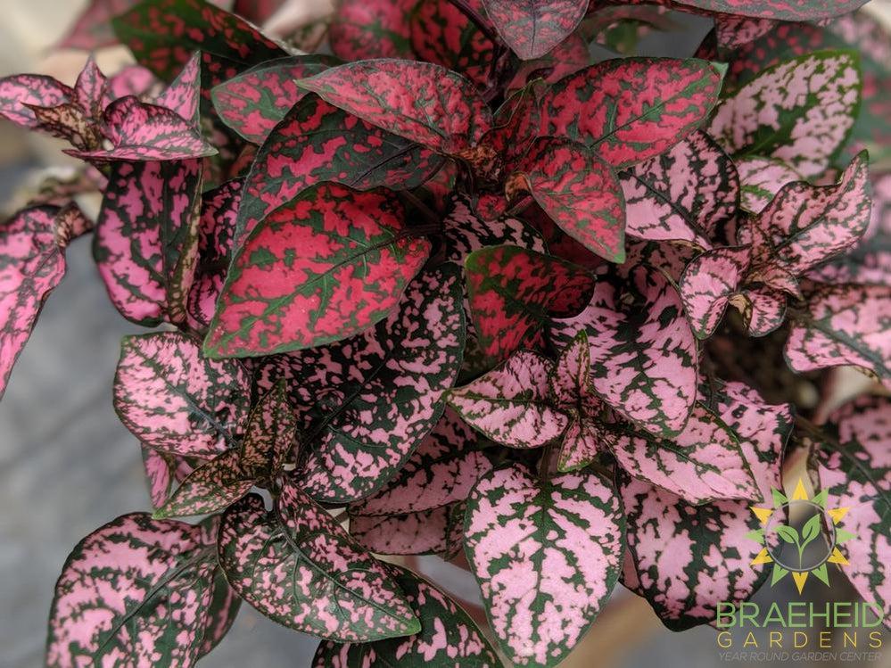 Polka Dot Plant (Open to see varieties available)