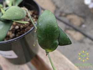 Hoya Myrmecopa Leaf shape