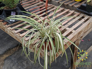 Spider Plant Hanging Basket