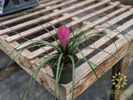 Tillandsia Cyanea (Volcano plant)