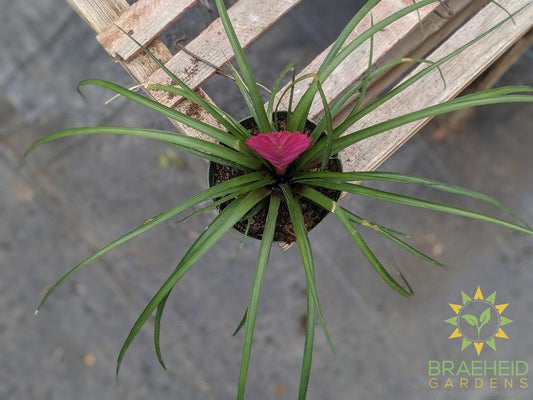 Tillandsia Cyanea (Volcano plant)