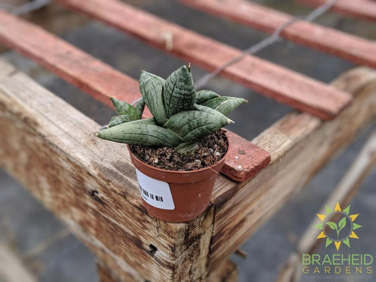 Sansevieria Boncel