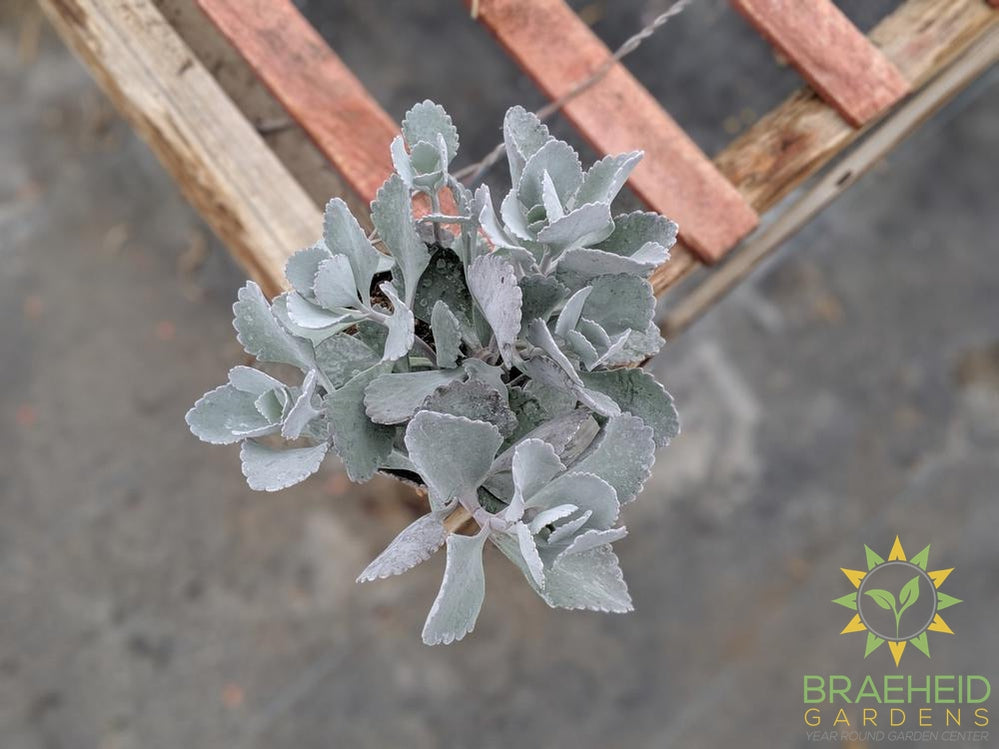 Silver Grey Kalanchoe