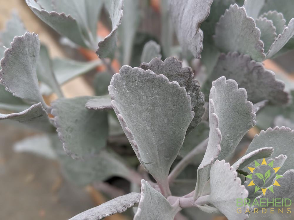 Silver Grey Kalanchoe