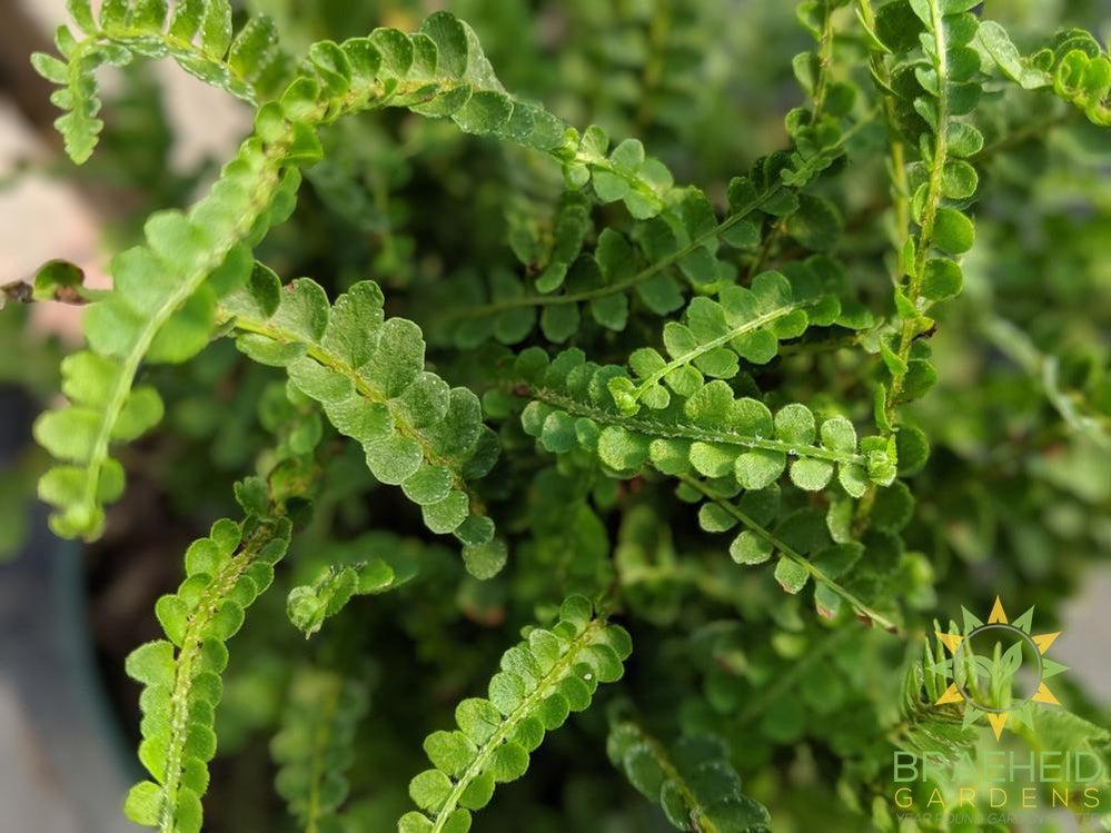 Button Fern