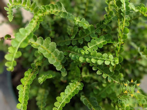 Button Fern